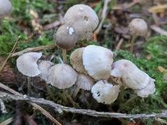 Mycena rubromarginata