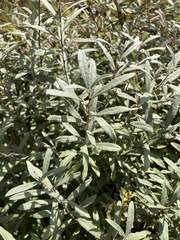 Salix humilis tristis
