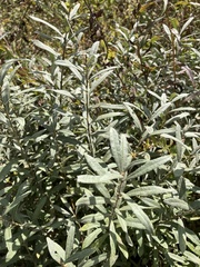 Salix humilis tristis