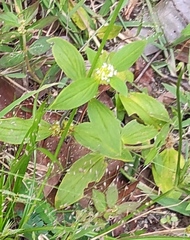 Mitracarpus hirtus