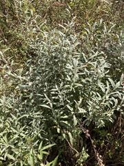 Salix humilis tristis