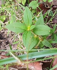 Mitracarpus hirtus