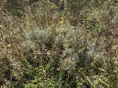 Salix humilis tristis
