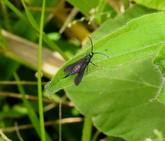 Sesiidae