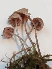Mycena rubromarginata