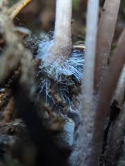 Mycena rubromarginata