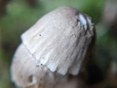 Mycena rubromarginata