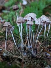 Mycena rubromarginata