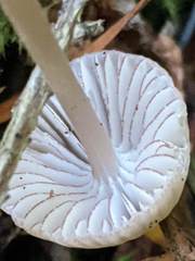 Mycena rubromarginata