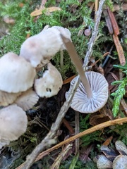 Mycena rubromarginata