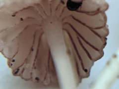 Mycena rubromarginata