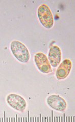 Loreleia postii