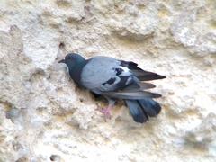 Columba livia domestica