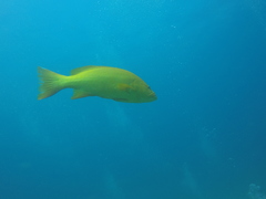 Mycteroperca rosacea