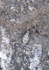 Ericydeus duodecimpunctatus
