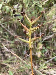 Platanthera integrilabia