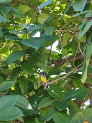 Coereba flaveola