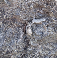Ericydeus duodecimpunctatus
