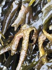 Fucus distichus edentatus