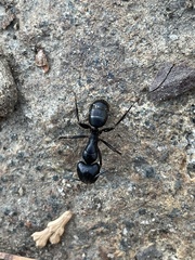 Camponotus laevigatus