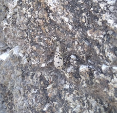 Ericydeus duodecimpunctatus