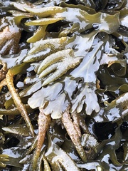 Fucus distichus edentatus