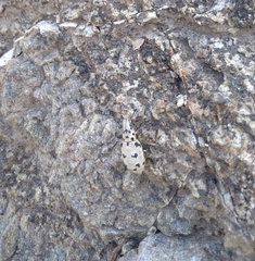 Ericydeus duodecimpunctatus