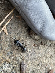 Camponotus laevigatus