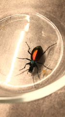 Carabus hispanus