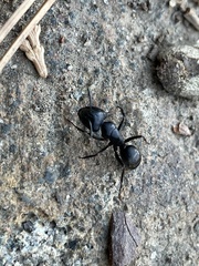 Camponotus laevigatus