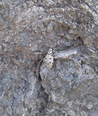 Ericydeus duodecimpunctatus