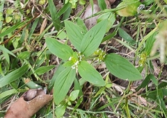 Mitracarpus hirtus