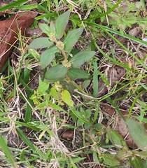 Euphorbia hirta