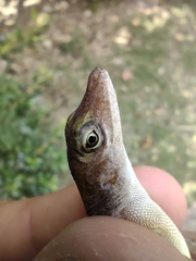 Anolis concolor