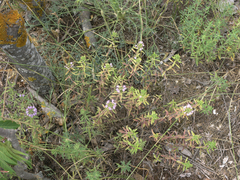 Ziziphora serpyllacea