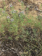 Ziziphora serpyllacea