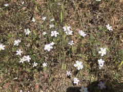 Leptosiphon grandiflorus