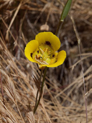 Calochortus luteus