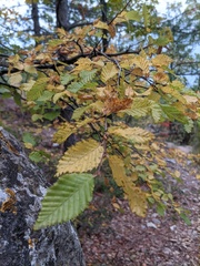 Carpinus orientalis