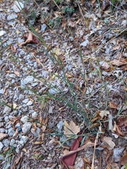 Dianthus marschallii
