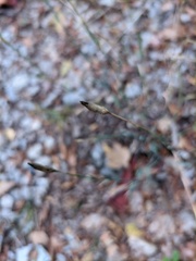 Dianthus marschallii