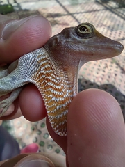 Anolis concolor