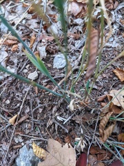 Dianthus marschallii