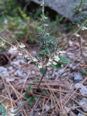Scutellaria altissima