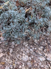 Odontarrhena tortuosa