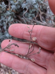 Odontarrhena tortuosa