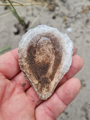 Scutellastra cochlear