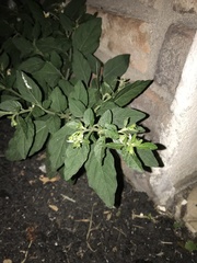 Solanum pseudocapsicum