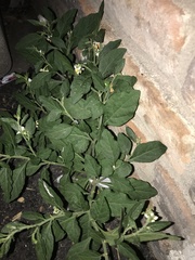 Solanum pseudocapsicum
