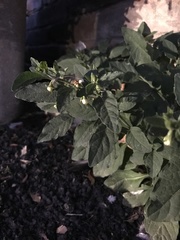 Solanum pseudocapsicum